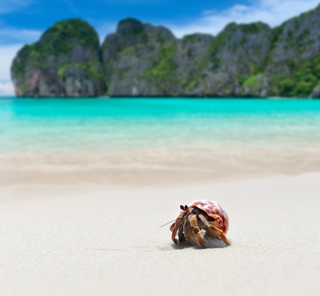 Hermit crab walking on the beach