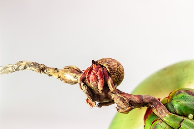 Hermit crab walking on coconut