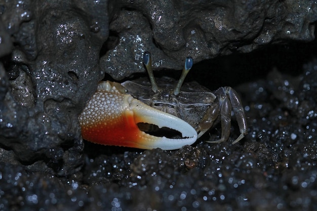 hermit crab walking on the white sand Hermit crab closeup on sand