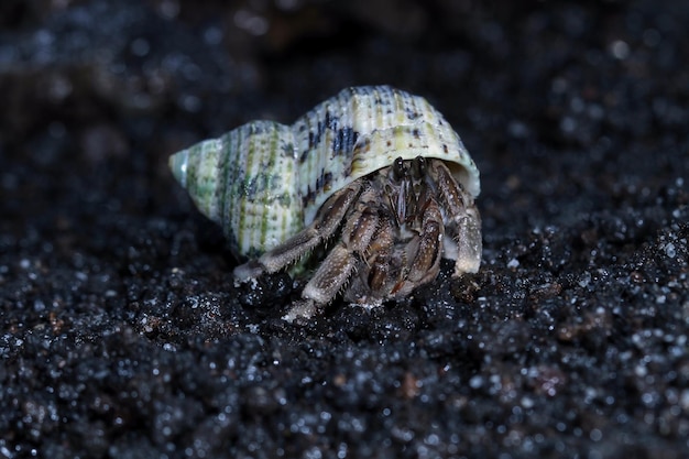 hermit crab walking on the white sand Hermit crab closeup on sand