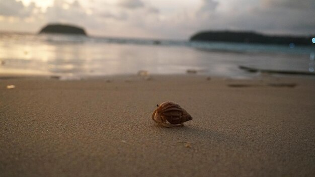 Hermit crab with cute eyes runs on the sand