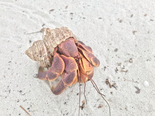 Photo hermit crab