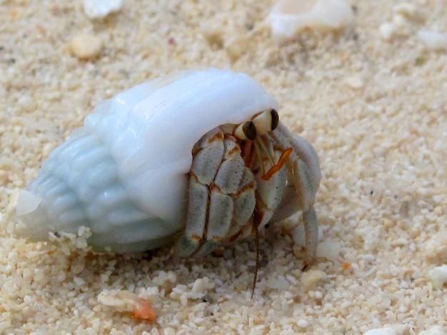 Foto granchi eremiti sgusciano lasciando il guscio su una spiaggia sabbiosa