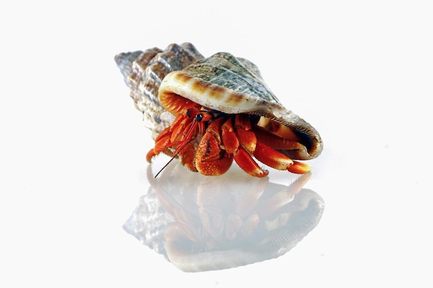 Hermit crabs shell with white background hermit crabs\
shell