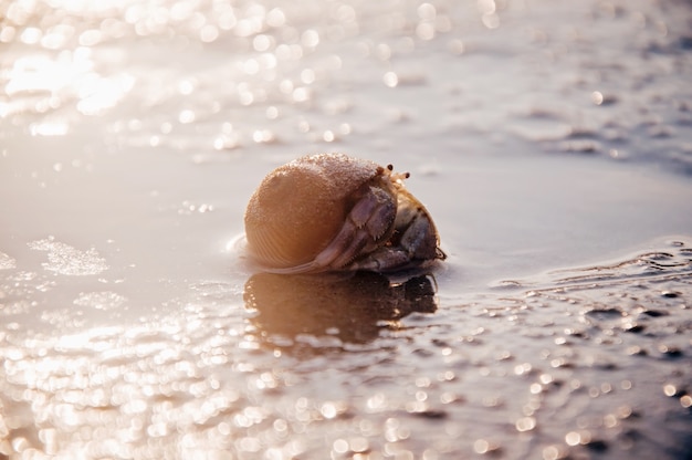 Hermit crap on the sand beach