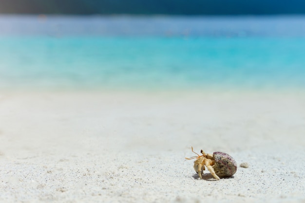 Hermit krab die van Zuid-Thailand op het witte zandstrand lopen