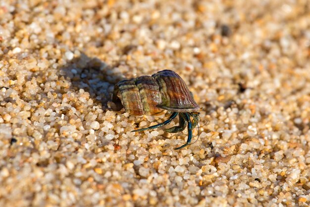 Hermit krab in de schelp van een slak op een zandstrand bij de zee