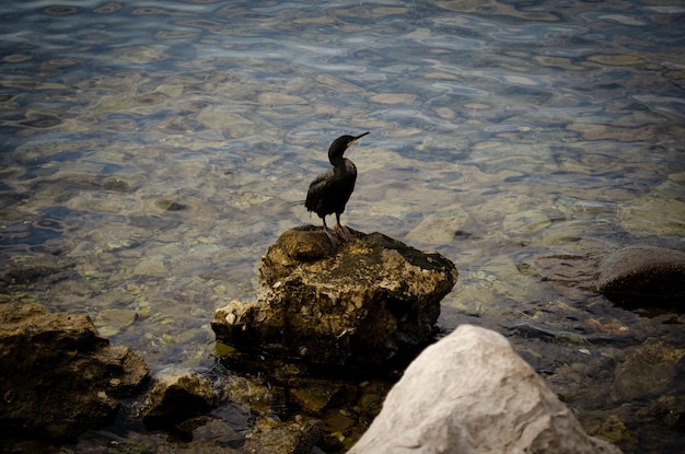 heron on the beach