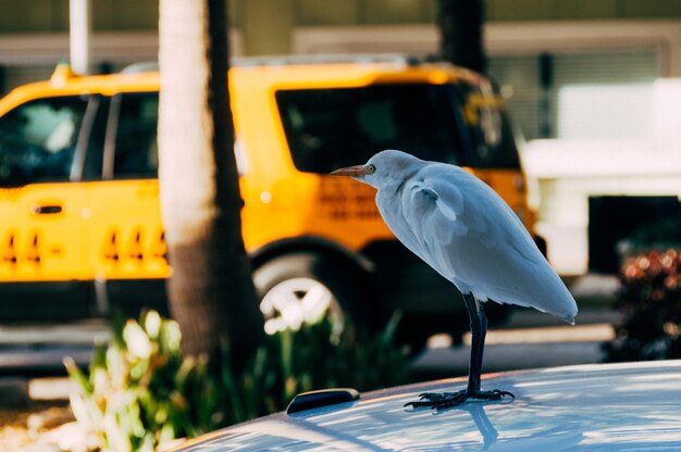 Foto heron sul cofano dell'auto