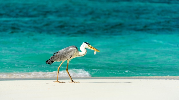 Heron catching fish in the Maldives.