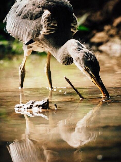 Foto heron drinkt water in een meer