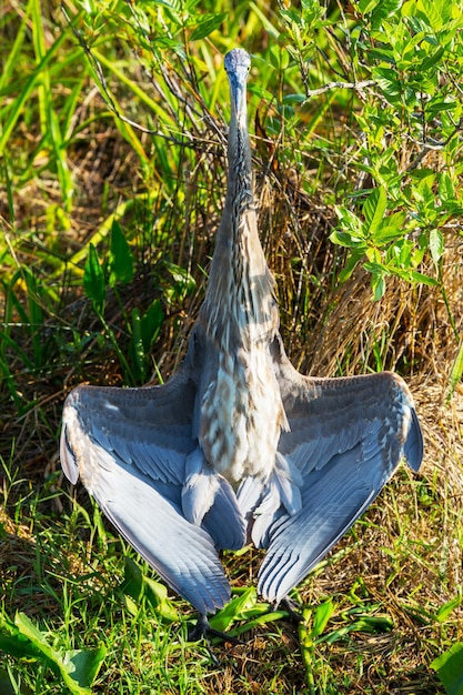 Heron in Everglades