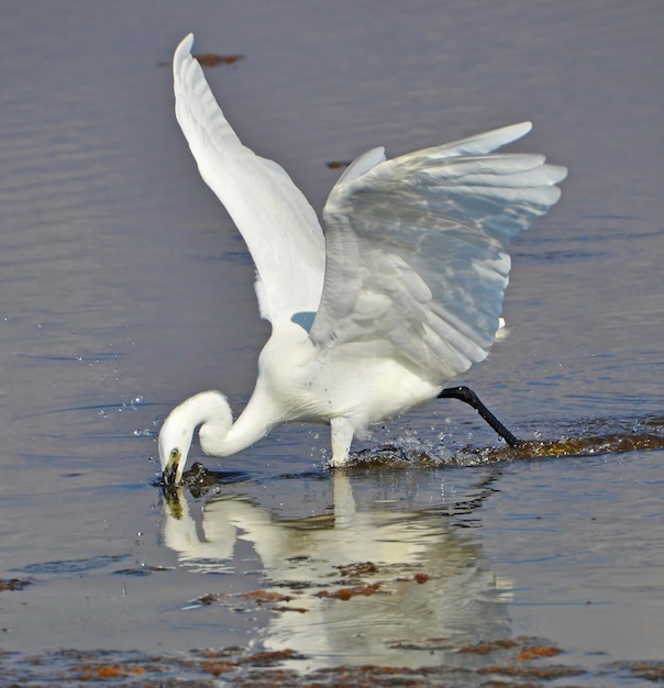 Heron fishing in marsh