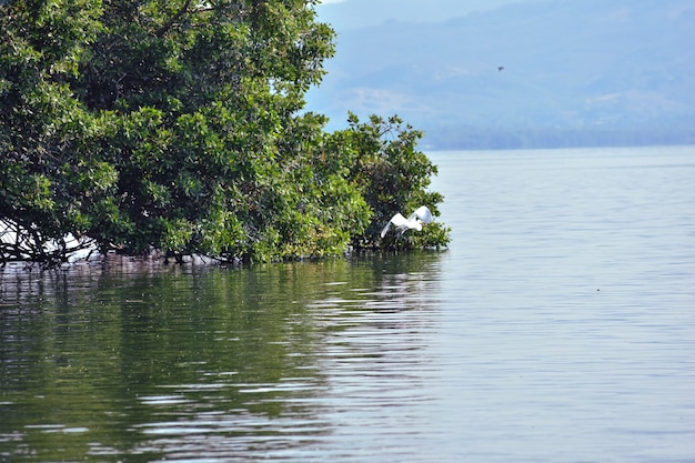 Photo heron in flight