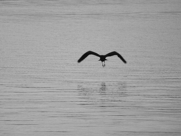 Foto un airone che vola sopra il lago