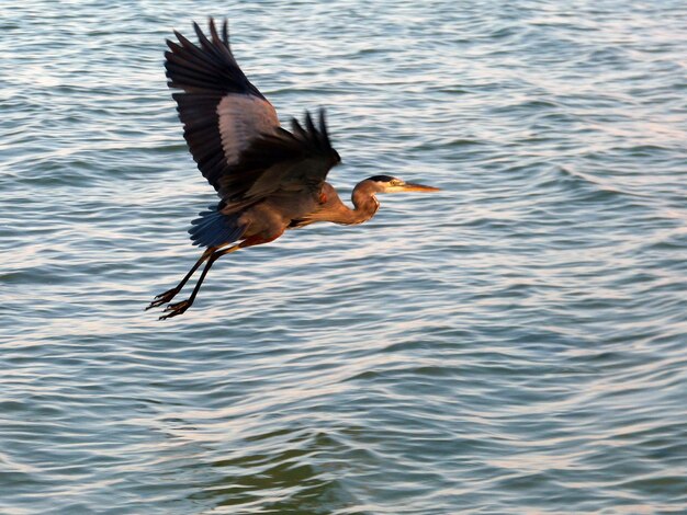 Heron flying over lake