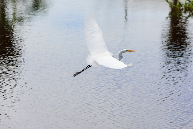 Heron flying on water