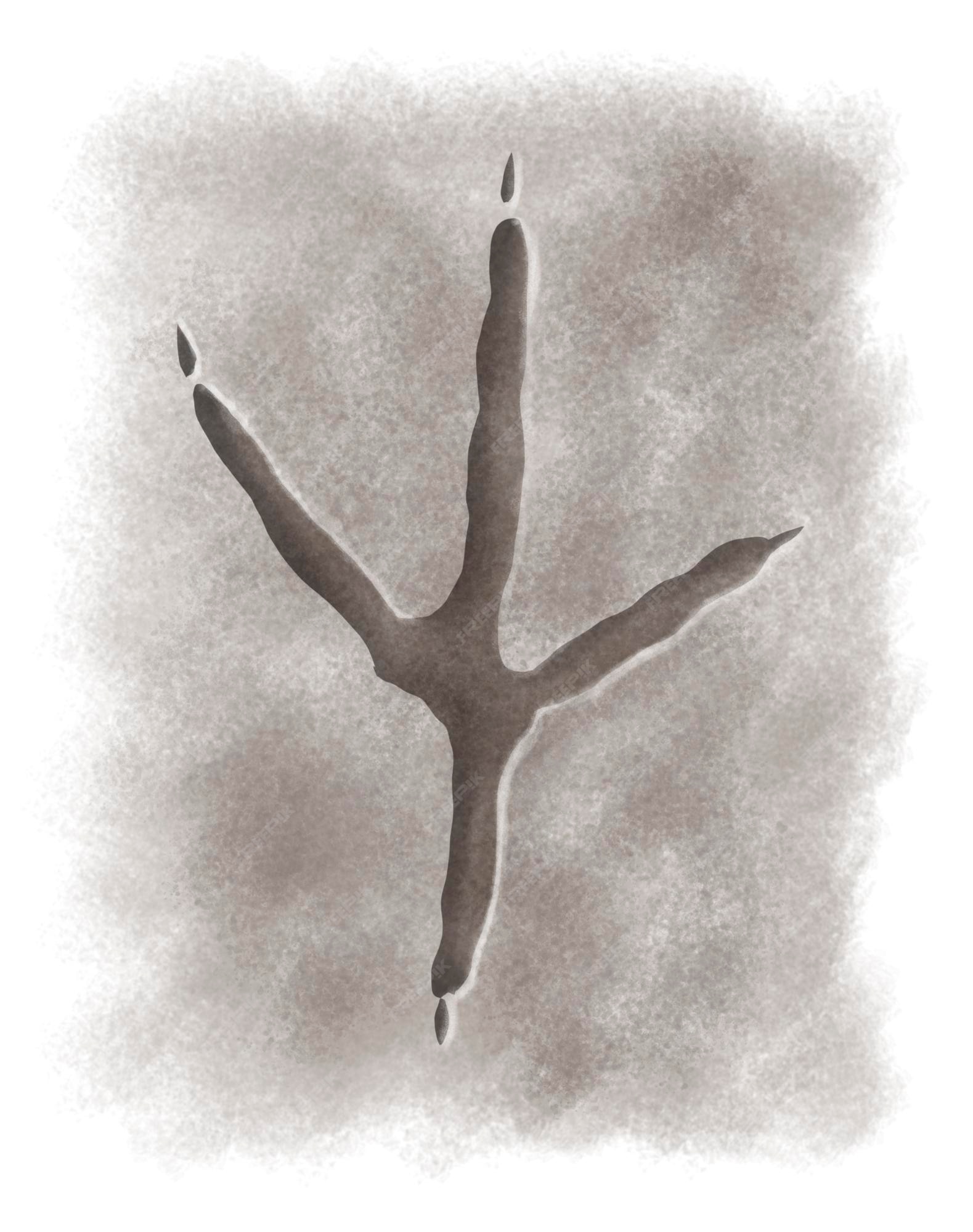 Premium Photo Heron footprint