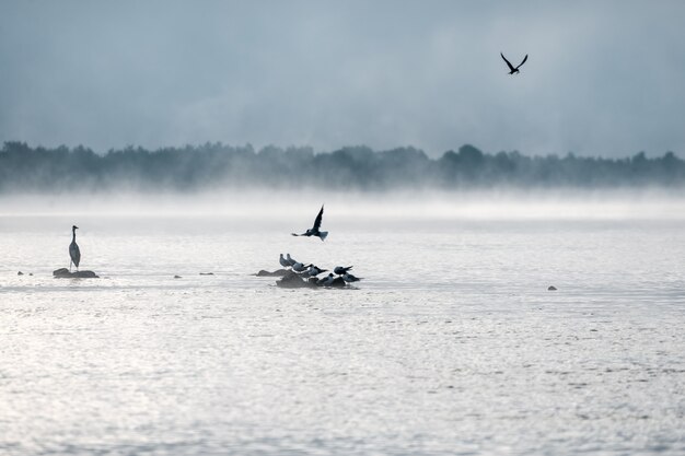 Heron and gulls on a misty lake