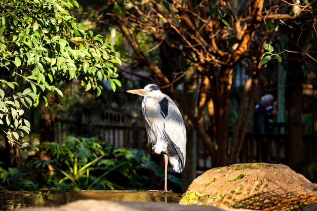 The heron hunts standing in a pond on one paw