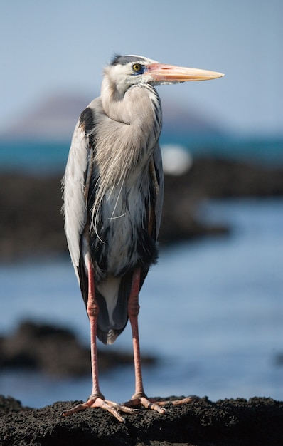 Heron is standing on the rocks over the ocean. The Galapagos Islands. Birds. Ecuador.