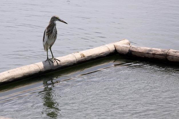 Heron is waiting to go fishing