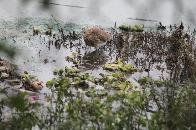 Foto ariete nel lago