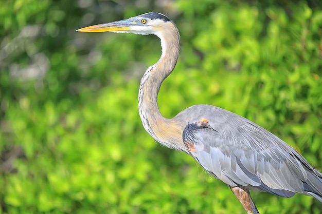 Photo heron mangrove, wildlife, white heron in the jungle