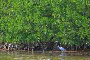 Photo heron mangrove, wildlife, white heron in the jungle