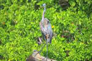 Photo heron mangrove, wildlife, white heron in the jungle