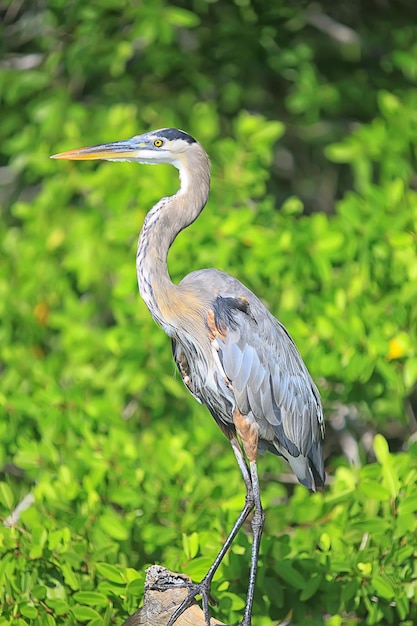 Photo heron mangrove, wildlife, white heron in the jungle