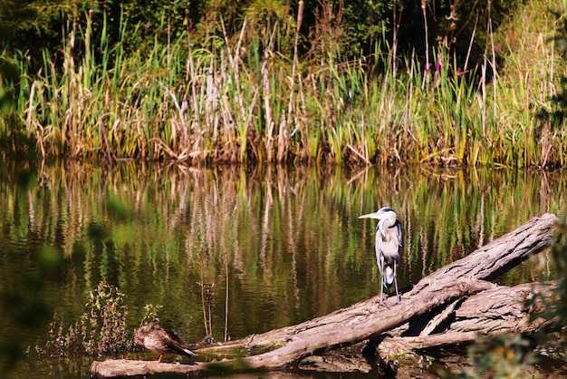 Storke Wetland