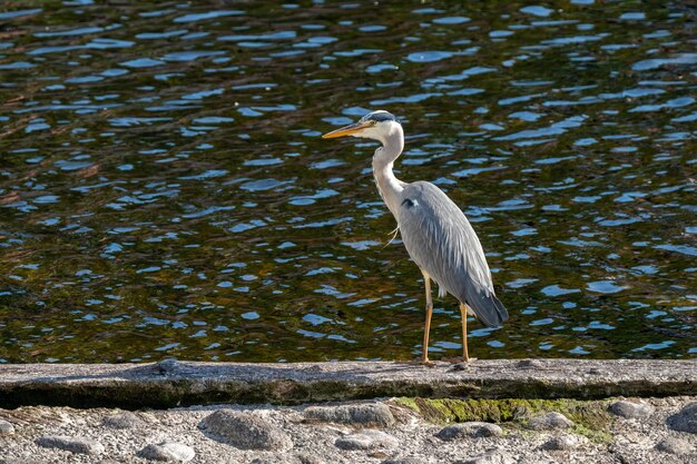 Photo heron perching on a lake