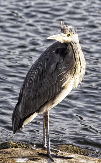 Heron perching at lakeshore