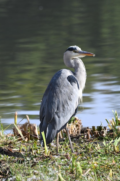 Photo heron perching on lakeshore