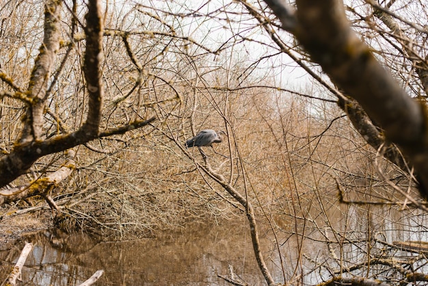 Heron sits on the branches of a tree near the lake in early spring