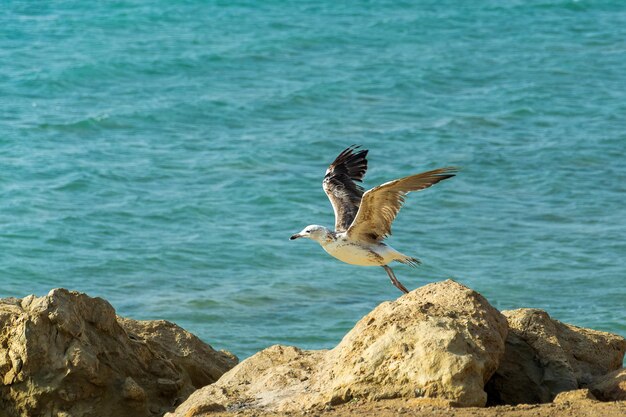 Heron takes off on the the rock at the beach with sea in background