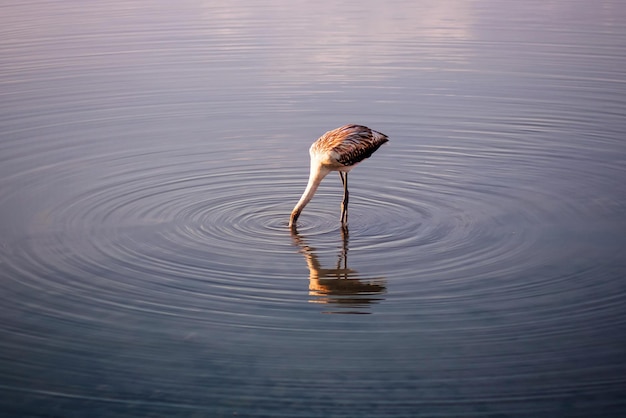 heron in the water