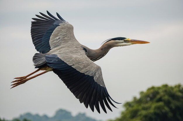 Photo a heron in the wild