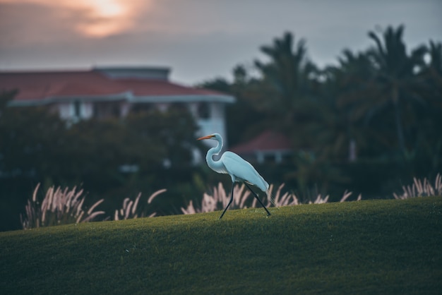 Heron with sunset