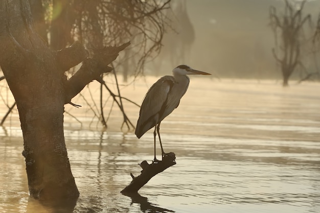 Heron