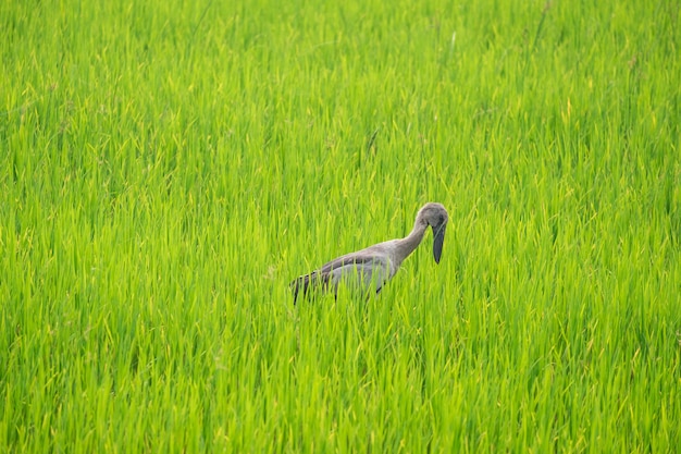 Herons find food in the middle of rice fields.