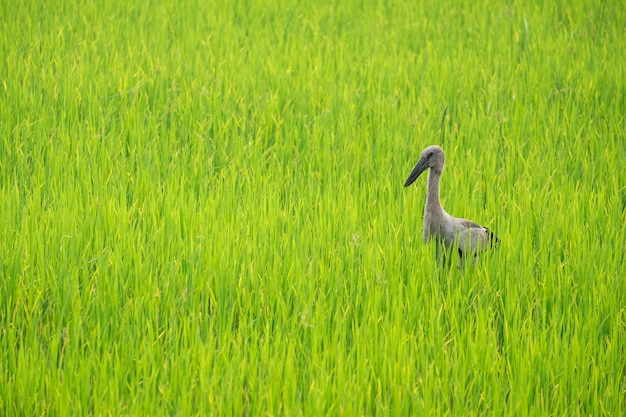 サギは田んぼの真ん中で食べ物を見つけます。