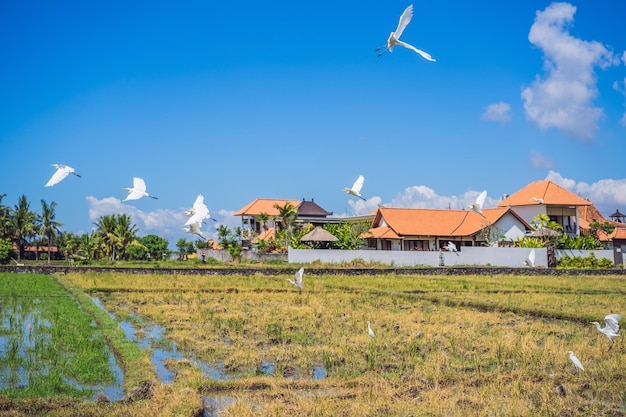 Herons flying in a row on blue sky background