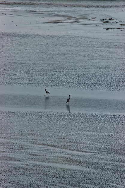 Herons at the waters during eb and float of the English Channel at Mont Saint Michel of Normandy region at Manche department of France.