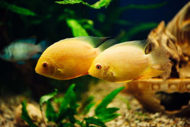 영웅 세베루스 함께 수영하는 두 개의 노란색 물고기.