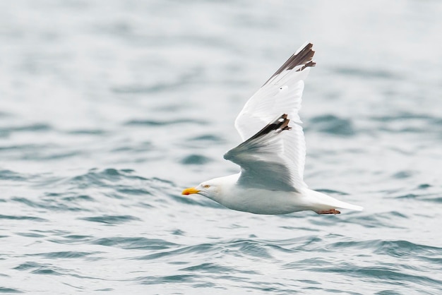 Gabbiano reale larus argentatus malaga spagna