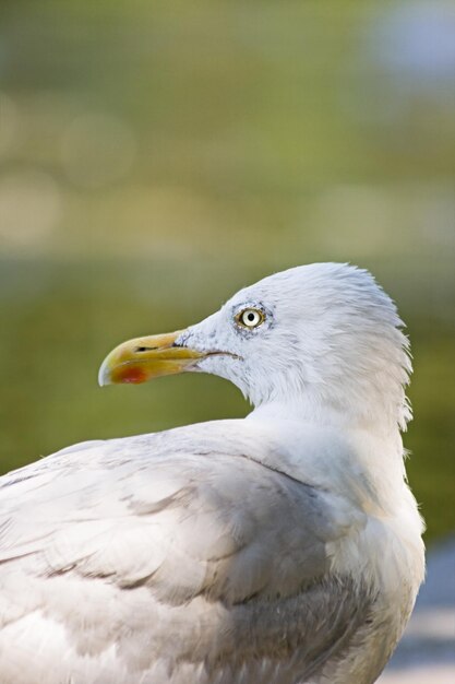 Photo herring gull