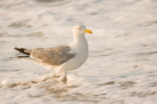 Photo herringgull at the beach