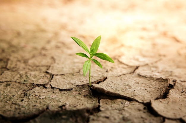 Herstel en uitdagend in het leven of bedrijfsconcept. economisch crisissymbool of ecologiesysteem. nieuwe spruit groene plantengroei in gebarsten bodemgrond